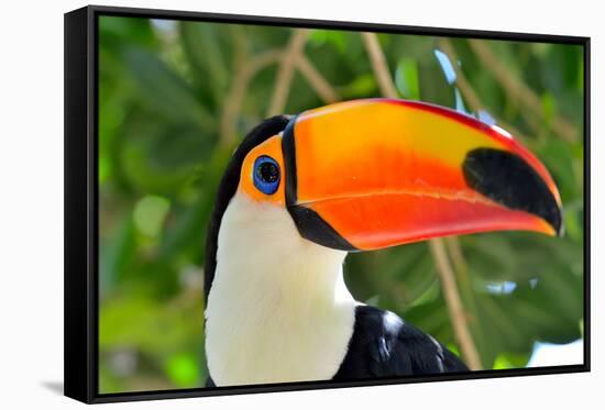 Toucan Outdoor - Ramphastos Sulphuratus-mirceab-Framed Stretched Canvas