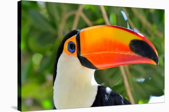 Toucan Outdoor - Ramphastos Sulphuratus-mirceab-Stretched Canvas