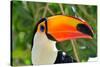 Toucan Outdoor - Ramphastos Sulphuratus-mirceab-Stretched Canvas