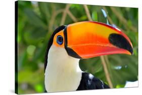 Toucan Outdoor - Ramphastos Sulphuratus-mirceab-Stretched Canvas