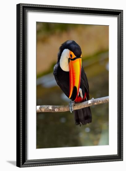 Toucan Outdoor - Ramphastos Sulphuratus-geanina bechea-Framed Photographic Print