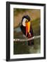 Toucan Outdoor - Ramphastos Sulphuratus-geanina bechea-Framed Photographic Print