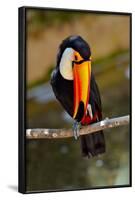 Toucan Outdoor - Ramphastos Sulphuratus-geanina bechea-Framed Photographic Print