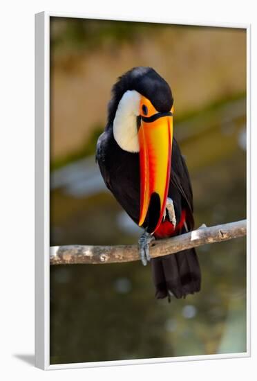 Toucan Outdoor - Ramphastos Sulphuratus-geanina bechea-Framed Photographic Print