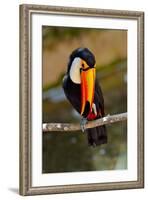 Toucan Outdoor - Ramphastos Sulphuratus-geanina bechea-Framed Photographic Print