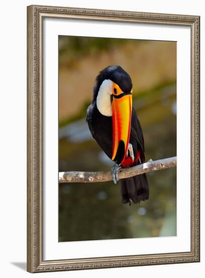 Toucan Outdoor - Ramphastos Sulphuratus-geanina bechea-Framed Photographic Print