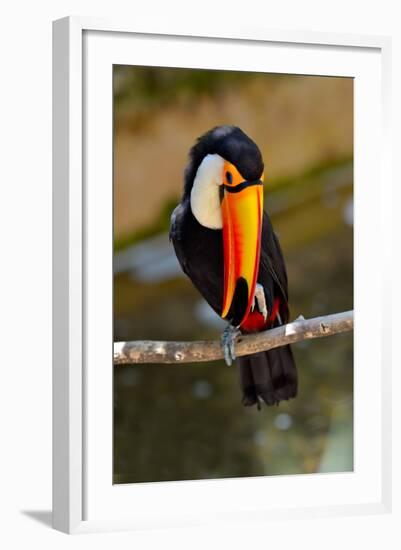 Toucan Outdoor - Ramphastos Sulphuratus-geanina bechea-Framed Photographic Print