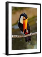 Toucan Outdoor - Ramphastos Sulphuratus-geanina bechea-Framed Photographic Print