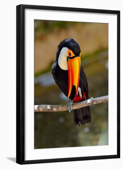 Toucan Outdoor - Ramphastos Sulphuratus-geanina bechea-Framed Photographic Print