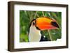 Toucan Outdoor - Ramphastos Sulphuratus-mirceab-Framed Photographic Print