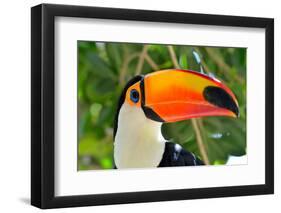 Toucan Outdoor - Ramphastos Sulphuratus-mirceab-Framed Photographic Print