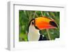 Toucan Outdoor - Ramphastos Sulphuratus-mirceab-Framed Photographic Print