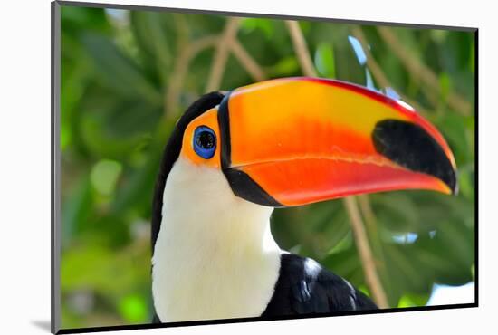 Toucan Outdoor - Ramphastos Sulphuratus-mirceab-Mounted Photographic Print