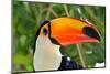 Toucan Outdoor - Ramphastos Sulphuratus-mirceab-Mounted Photographic Print