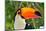 Toucan Outdoor - Ramphastos Sulphuratus-mirceab-Mounted Photographic Print