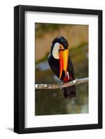 Toucan Outdoor - Ramphastos Sulphuratus-geanina bechea-Framed Photographic Print