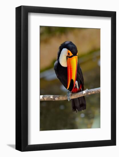 Toucan Outdoor - Ramphastos Sulphuratus-geanina bechea-Framed Photographic Print