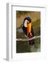 Toucan Outdoor - Ramphastos Sulphuratus-geanina bechea-Framed Photographic Print