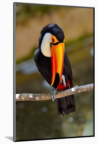 Toucan Outdoor - Ramphastos Sulphuratus-geanina bechea-Mounted Photographic Print