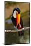 Toucan Outdoor - Ramphastos Sulphuratus-geanina bechea-Mounted Photographic Print