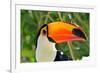 Toucan Outdoor - Ramphastos Sulphuratus-mirceab-Framed Photographic Print