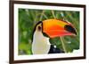 Toucan Outdoor - Ramphastos Sulphuratus-mirceab-Framed Photographic Print