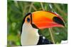 Toucan Outdoor - Ramphastos Sulphuratus-mirceab-Mounted Photographic Print