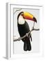 Toucan Perch-Staffan Widstrand-Framed Giclee Print