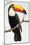 Toucan Perch-Staffan Widstrand-Mounted Giclee Print