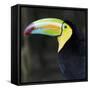 Toucan-null-Framed Stretched Canvas