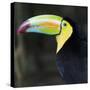 Toucan-null-Stretched Canvas