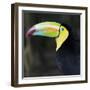 Toucan-null-Framed Photographic Print