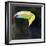 Toucan-null-Framed Photographic Print