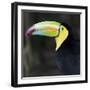 Toucan-null-Framed Photographic Print
