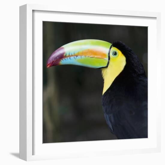 Toucan-null-Framed Photographic Print