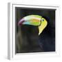 Toucan-null-Framed Photographic Print