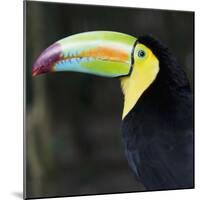 Toucan-null-Mounted Photographic Print