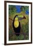 Toucan-John Newcomb-Framed Giclee Print