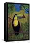 Toucan-John Newcomb-Framed Stretched Canvas