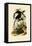 Toucans, 1833-39-null-Framed Stretched Canvas