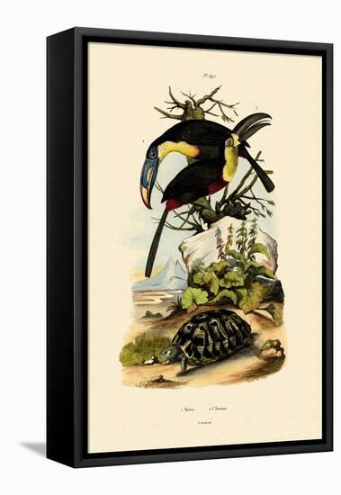 Toucans, 1833-39-null-Framed Stretched Canvas