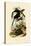Toucans, 1833-39-null-Stretched Canvas