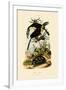 Toucans, 1833-39-null-Framed Giclee Print