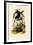 Toucans, 1833-39-null-Framed Giclee Print