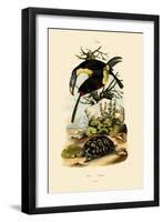 Toucans, 1833-39-null-Framed Giclee Print