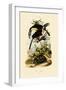 Toucans, 1833-39-null-Framed Giclee Print