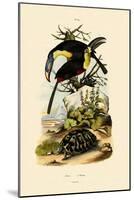 Toucans, 1833-39-null-Mounted Giclee Print