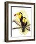 Toucans-Barbara Keith-Framed Giclee Print