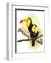 Toucans-Barbara Keith-Framed Giclee Print