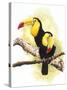 Toucans-Barbara Keith-Stretched Canvas